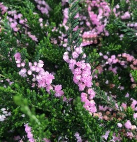 Calluna vulgaris 'Hamilton' (Bezemheide - struikheide)