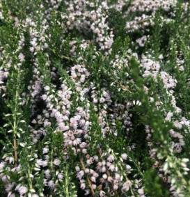 Calluna vulgaris 'Long White' (Bezemheide - struikheide)