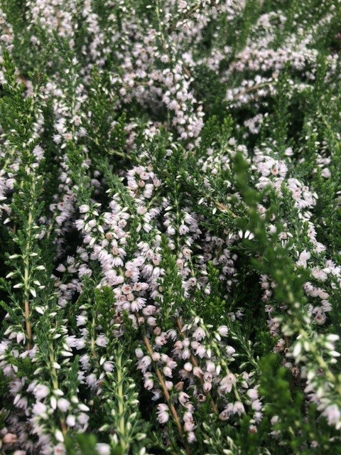 Calluna vulgaris 'Long White' (Bezemheide - struikheide)