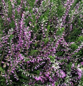 Calluna vulgaris 'Marleen' (Bezemheide - struikheide)