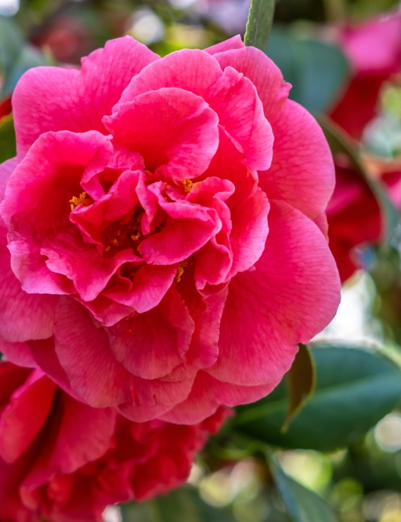 Camellia japonica 'Kramers Supreme' (Camelia)
