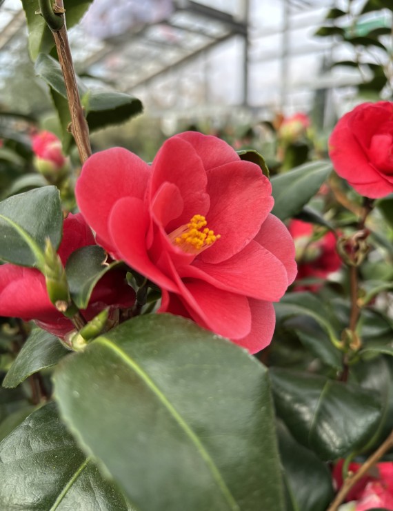 Camellia reticulata 'Mary Williams' (camelia)