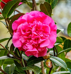 Camellia williamsii 'Debbie' (Camelia)