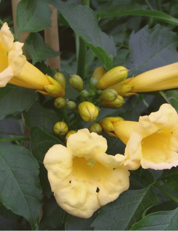 Campsis radicans 'Yellow Trumpet'(=Flava) (Trompetklimmer)