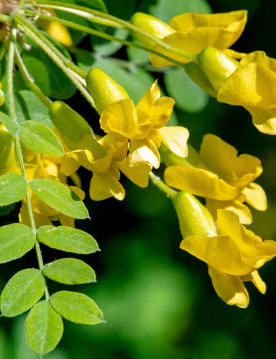 Caragana arborescens  (Erwtenstruik)