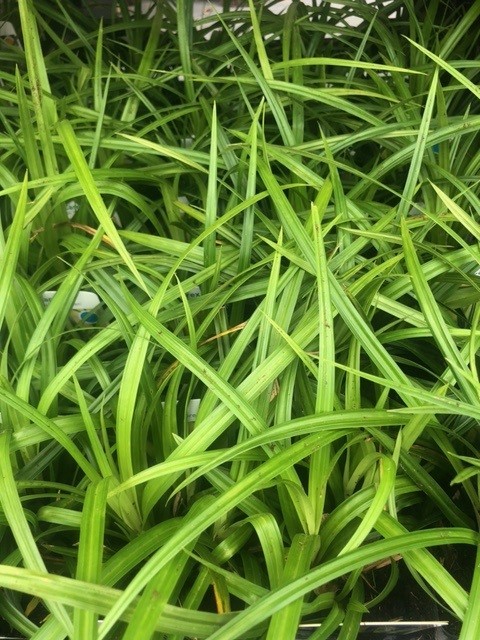 Carex foliosissima 'Irish green' (Zegge) Carex foliosissima 'Irish green' (Zegge)