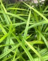 Carex foliosissima 'Irish green' (Zegge) Carex foliosissima 'Irish green' (Zegge)