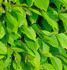 Carpinus betulus als veer (Haagbeuk)
