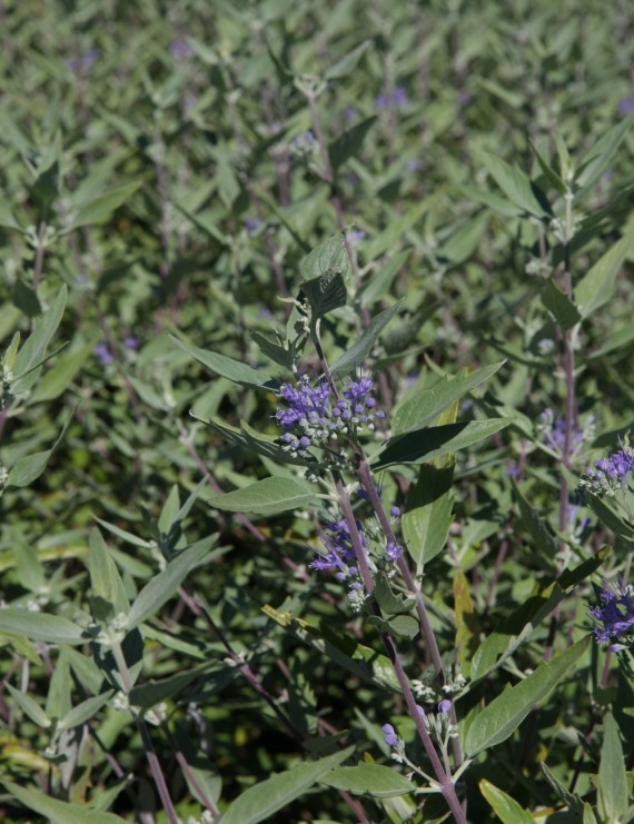 Caryopteris clandonensis (Blauwe spirea)