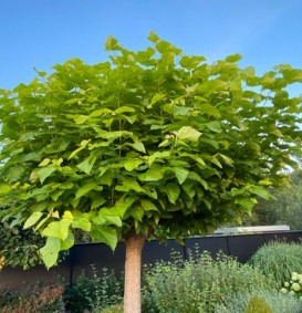 Catalpa bignonioides 'Aurea' (Trompetboom)