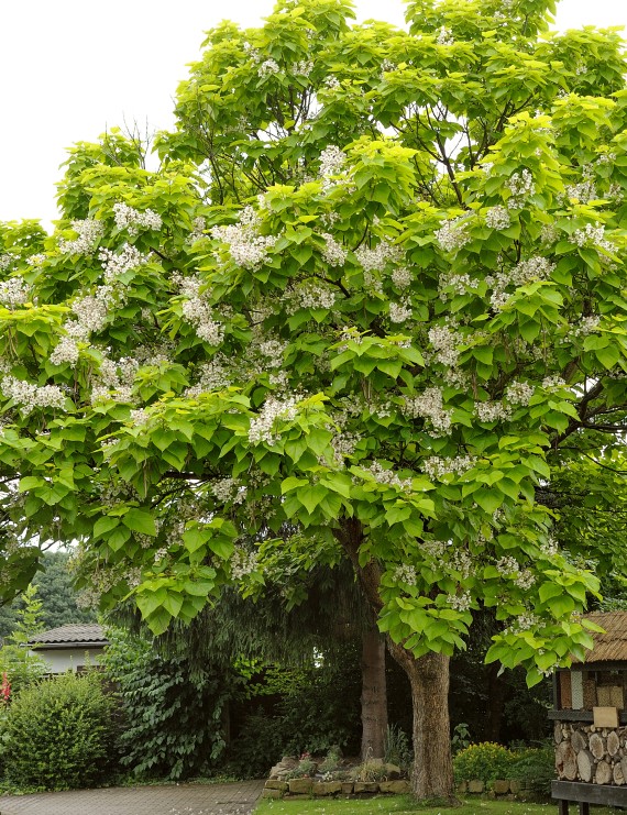Catalpa bignonioides  (Trompetboom)