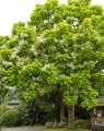 Catalpa bignioides (Trompetboom - als struik)