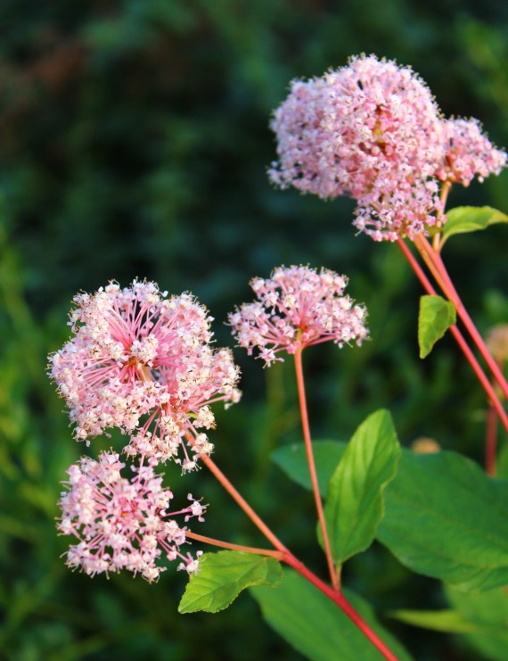 Ceanothus pallidus 'Marie Simon' (Sikkelbloem - Amerikaanse sering)