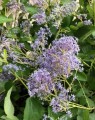 Ceanothus del. 'Gloire de Versailles' (Sikkelbloem - Amerikaanse sering)