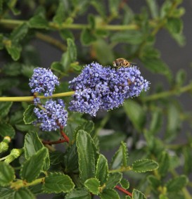 Ceanothus thyrsiflorus var.repens (Sikkelbloem - Amerikaanse sering)