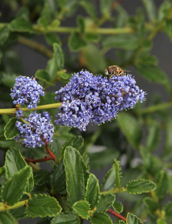 Ceanothus thyrsiflorus var.repens (Sikkelbloem - Amerikaanse sering)