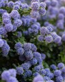 Ceanothus thyrsiflorus var.repens (Sikkelbloem - Amerikaanse sering)