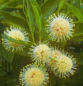 Cephalanthus occidentalis (Kogelbloem) Cephalanthus occidentalis (Kogelbloem)