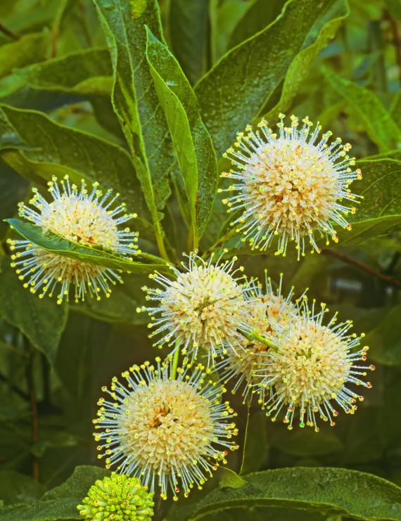 Cephalanthus occidentalis (Kogelbloem)