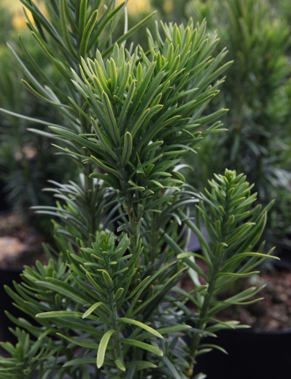 Cephalotaxus harringtoniana 'Fastigiata'