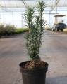 Cephalotaxus harringtoniana 'Fastigiata'
