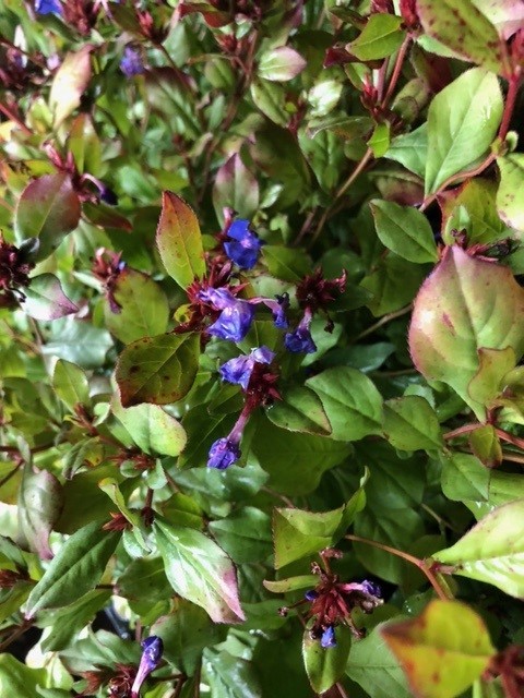 Ceratostigma plumbaginoides (Loodkruid)