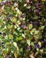 Ceratostigma plumbaginoides (Loodkruid)