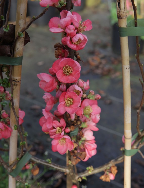 Chaenomelis superba 'Pink Lady' (Dwergkwee)