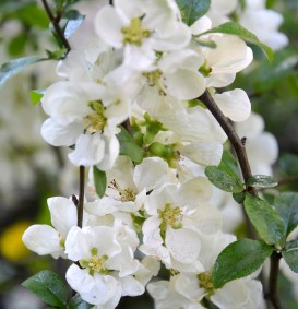 Chaenomelis speciosa 'Nivalis' (Dwergkwee)