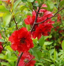 Chaenomelis speciosa 'Rubra Grandiflora' (Dwergkwee)