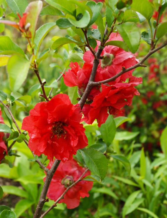 Chaenomelis speciosa 'Rubra Grandiflora' (Dwergkwee)