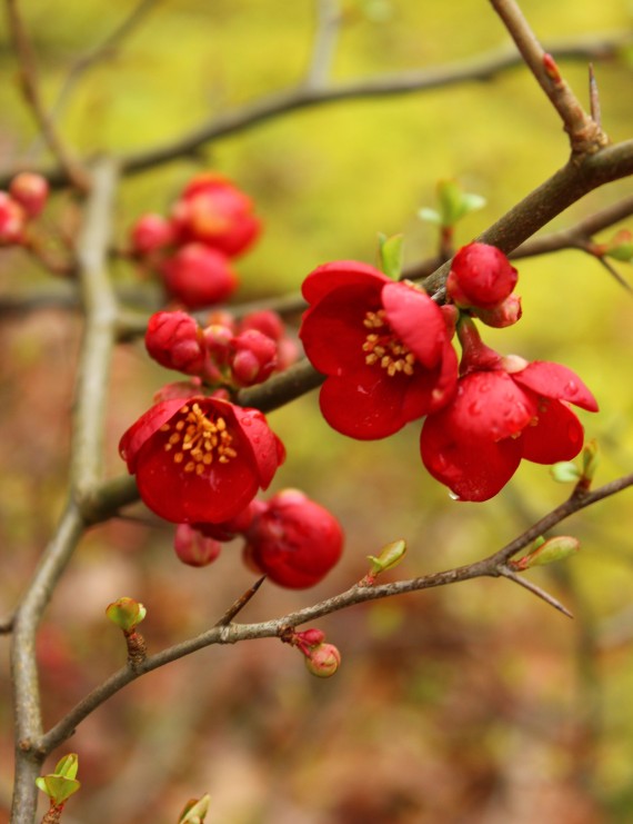 Chaenomelis superba 'Crimson and Gold' (Dwergkwee)