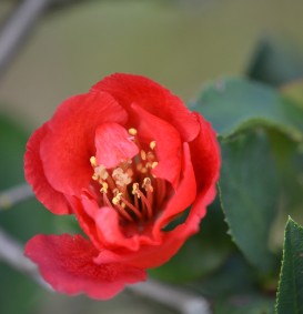 Chaenomelis superba 'Fire Dance' (Dwergkwee)