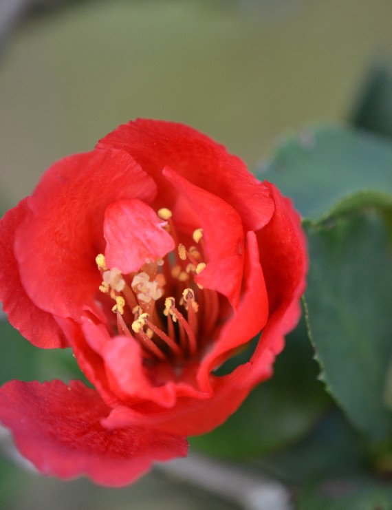 Chaenomelis superba 'Fire Dance' (Dwergkwee)