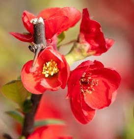 Chaenomelis superba 'Nicoline' (Dwergkwee)