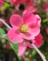 Chaenomelis superba 'Pink Lady' (Dwergkwee)