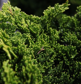 Chamaecyparis obtusa 'Nana Gracilis' (Schijncypres)