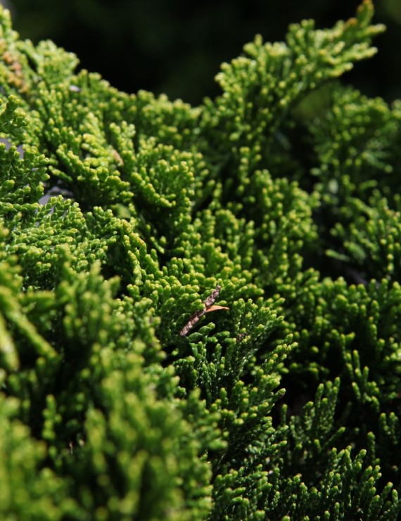 Chamaecyparis obtusa 'Nana Gracilis' (Schijncypres)