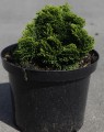 Chamaecyparis obtusa 'Nana Gracilis' (Schijncypres)