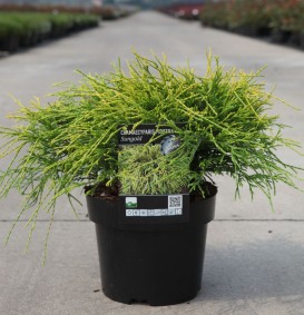 Chamaecyparis pisifera 'Sungold' (Schijncypres)