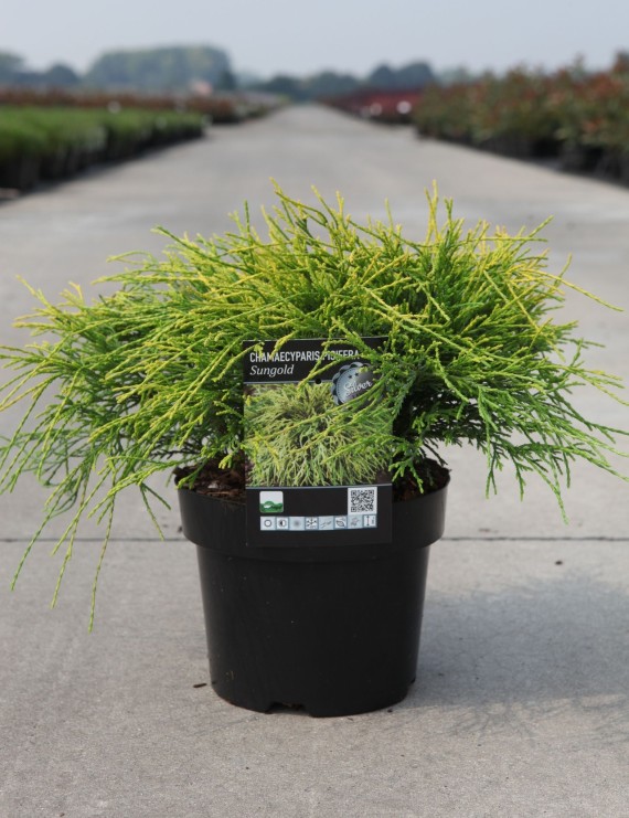 Chamaecyparis pisifera 'Sungold' (Schijncypres)