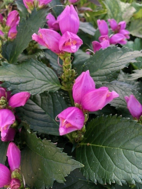 Chelone oblique (Schildpadbloem)