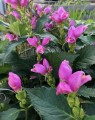 Chelone oblique (Schildpadbloem)