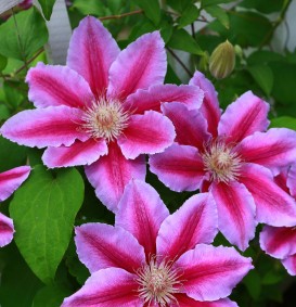 Clematis 'Dr. Ruppel' (Bosrank)