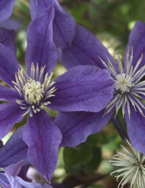 Clematis 'Arabella' (Bosrank of Bosdruif)