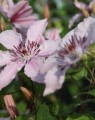 Clematis 'Hagley Hybrid' (Bosrank)