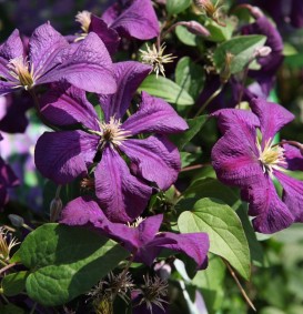 Clematis 'Lady Betty Balfour' (Bosrank)