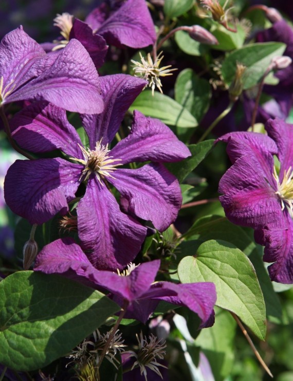 Clematis 'Lady Betty Balfour' (Bosrank)