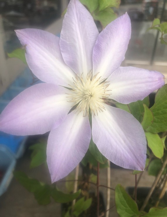 Clematis 'Madame Lecoultre' (Bosrank)