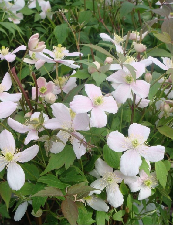 Clematis montana 'Rubens' (Bosrank)